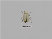 藏品(大白金龜)的圖片